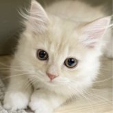 ミヌエット(長足)