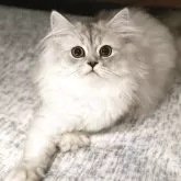 ミヌエット(長足)