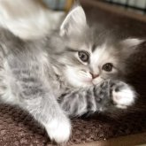 ミヌエット(長足)