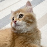 ミヌエット(長足)