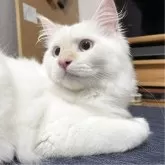 ミヌエット(長足)