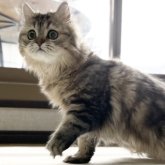 ミヌエット(長足)