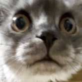 ミヌエット(長足)