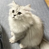 ミヌエット(長足)
