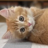 ミヌエット(長足)