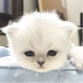 ミヌエット(長足)