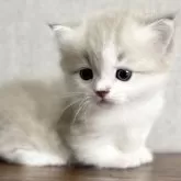 ミヌエット(短足)