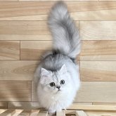 ミヌエット(長足)