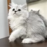ミヌエット(長足)