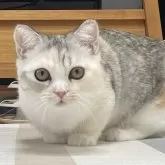 ミヌエット(短足)