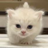 ミヌエット(長足)