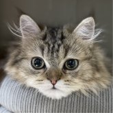 ミヌエット(長足)