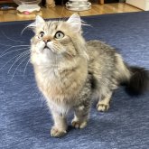 ミヌエット(長足)