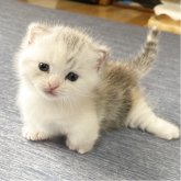 ミヌエット(短足)