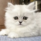 ミヌエット(長足)