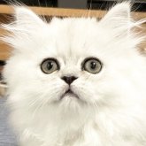 ミヌエット(長足)