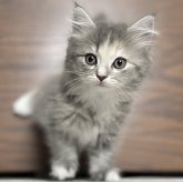 ミヌエット(長足)