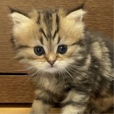 ミヌエット(長足)