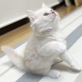 ミヌエット(長足)