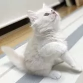 ミヌエット(長足)