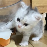 ミヌエット(長足)