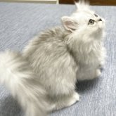 ミヌエット(長足)