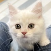 ミヌエット(長足)