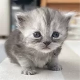 ミヌエット(長足)