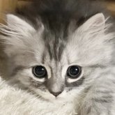 ミヌエット(長足)