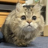 ミヌエット(長足)