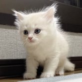 ミヌエット(長足)