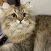 ミヌエット(長足)【愛知県・男の子・2025年4月29日・ブラウンマッカレルタビー】の写真1