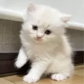 ミヌエット(長足)