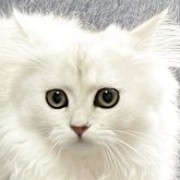 ミヌエット(長足)