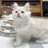 ミヌエット(長足)