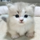 ミヌエット(短足)