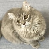 ミヌエット(長足)