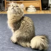 ミヌエット(長足)【愛知県・男の子・2025年4月29日・ブラウンマッカレルタビー】の写真2