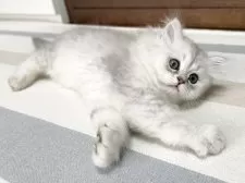 ミヌエット(長足)【愛知県・女の子・2025年12月20日・シルバータビー&ホワイト】の写真2