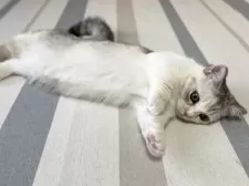 ミヌエット(短足)【愛知県・女の子・2025年6月12日・シルバーパッチドタビー&ホワイト】の写真2