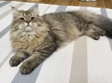 ミヌエット(長足)【愛知県・男の子・2025年4月29日・ブラウンマッカレルタビー】の写真2