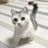 ミヌエット(短足)【愛知県・女の子・2025年6月12日・シルバーパッチドタビー&ホワイト】の写真3