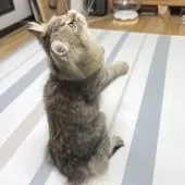 ミヌエット(長足)【愛知県・男の子・2025年4月29日・ブラウンマッカレルタビー】の写真3