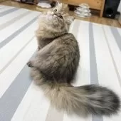 ミヌエット(長足)【愛知県・男の子・2025年4月29日・ブラウンマッカレルタビー】の写真4