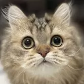 ミヌエット(長足)【愛知県・男の子・2025年5月30日・ブラウンタビー】の写真4