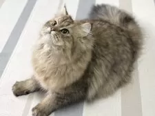 ミヌエット(長足)【愛知県・男の子・2025年4月29日・ブラウンマッカレルタビー】の写真4