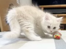 ミヌエット(長足)【愛知県・男の子・2025年10月10日・クリーム&ホワイト】の写真4