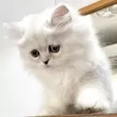 ミヌエット(長足)【愛知県・女の子・2025年4月29日・シェーデッドシルバー】の写真11