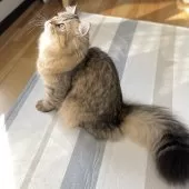 ミヌエット(長足)【愛知県・男の子・2025年4月29日・ブラウンマッカレルタビー】の写真5