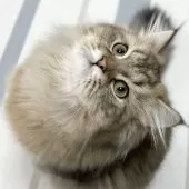 ミヌエット(長足)【愛知県・男の子・2025年4月29日・ブラウンマッカレルタビー】の写真5